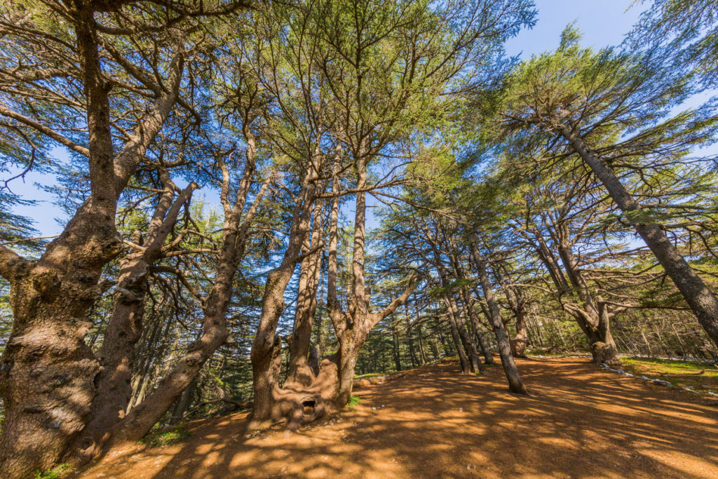 Trees of Al Shouf Cedar Nature Reserve Barouk Lebanon