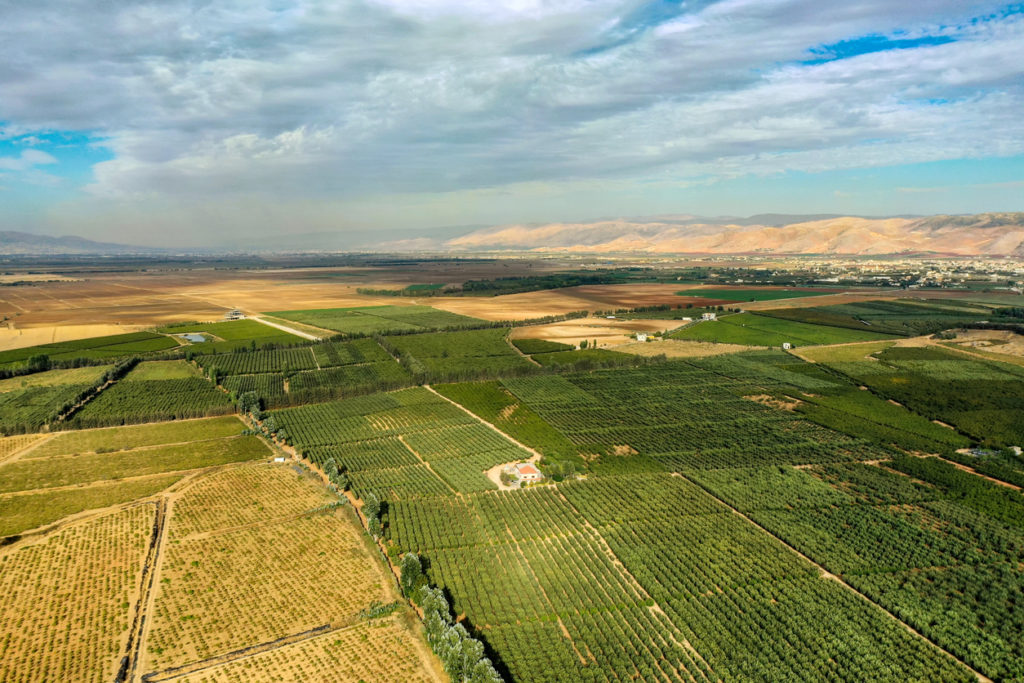 Vineyards of Baalbek Valley