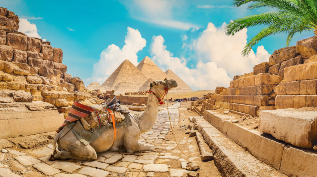 A Camel near the Pyramids of Giza.
