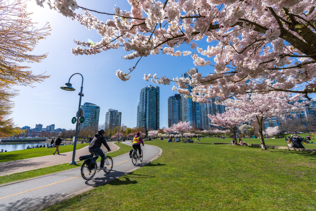 David Lam Park with cherry blossoms in full bloom, Vancouver city, Canada.