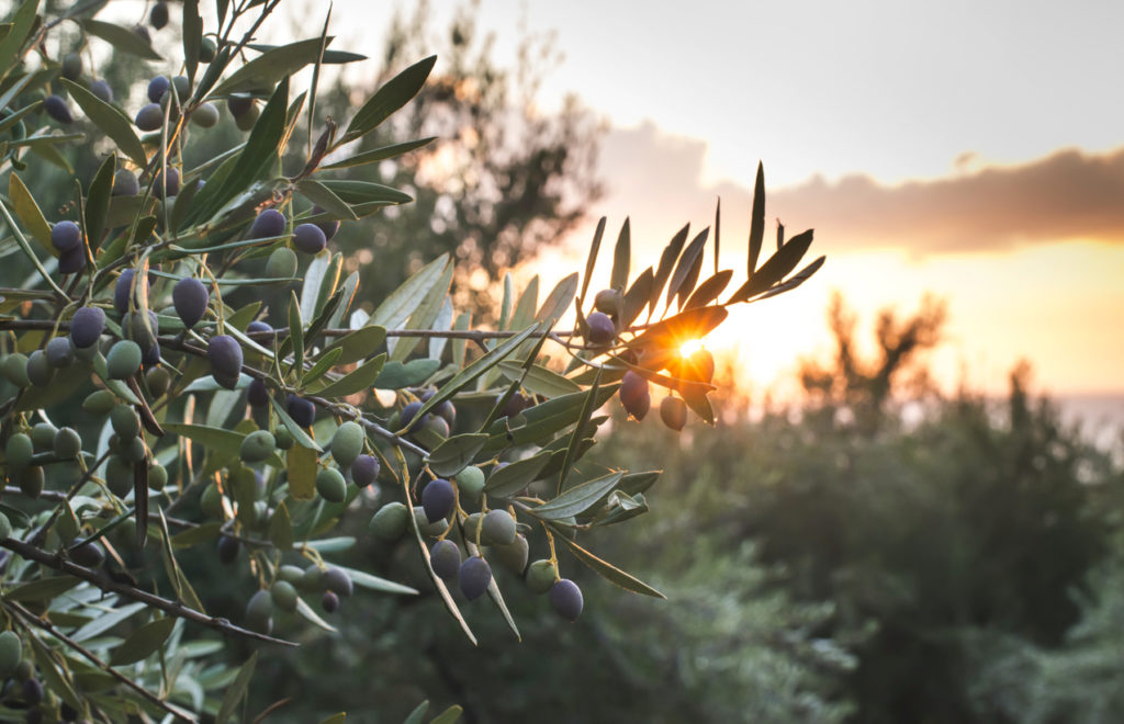 Olive groves at sunset.
