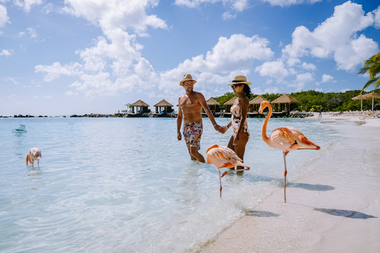 Pink flamingos at Aruba beach