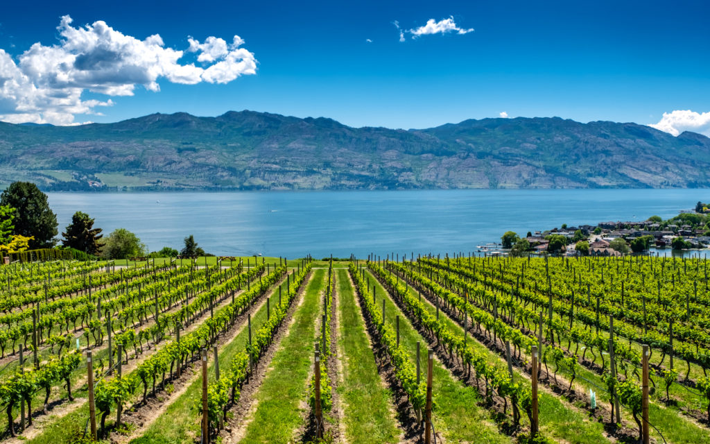 Vineyard alongside the waters of Okanagan Lake near Kelowna.