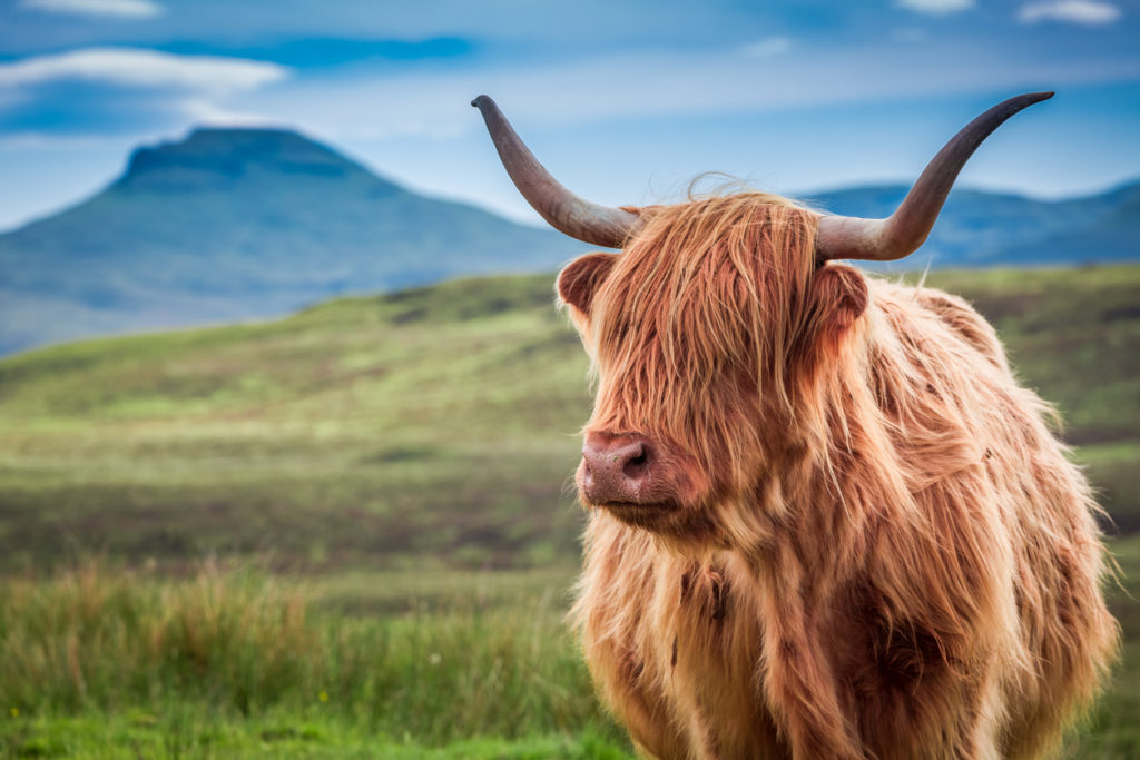 Furry Highland Cow on the Isle of Sky, Scotland.
