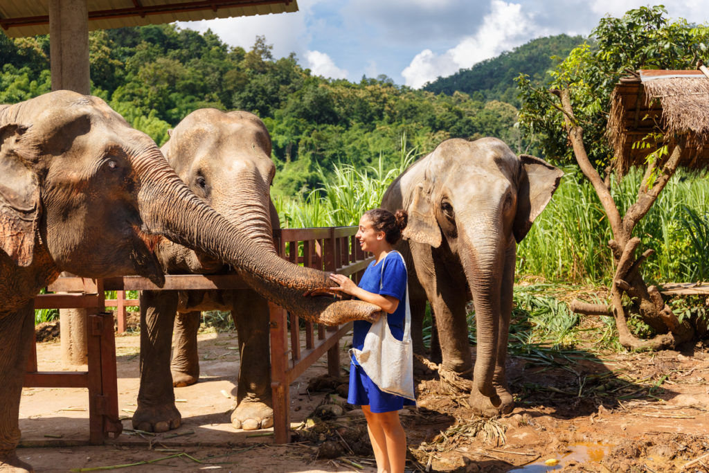 Feeding Elephants at an Elephant Sanctuary in Chiang Mai