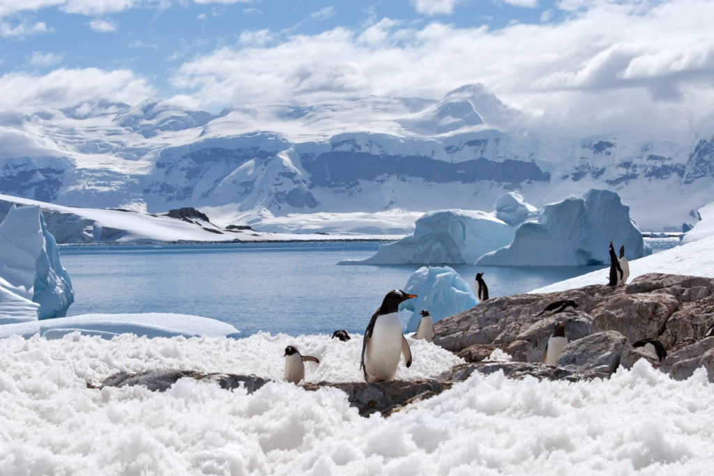 Home of penguins, Antarctica