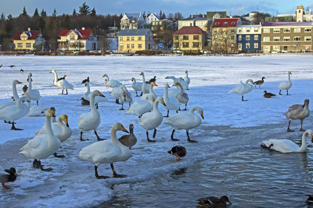 Birds on the frozen lake at Tjornin, Reykjavik