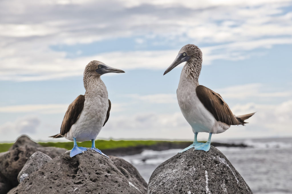 Blue-footed booby, Galapagos Islands, Ecuador