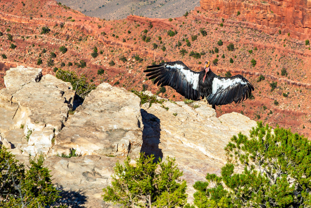 California Condor at The Grand Canyon National Park