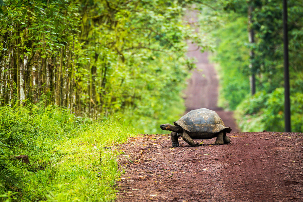 Giant tortoise in the Galapagos islands