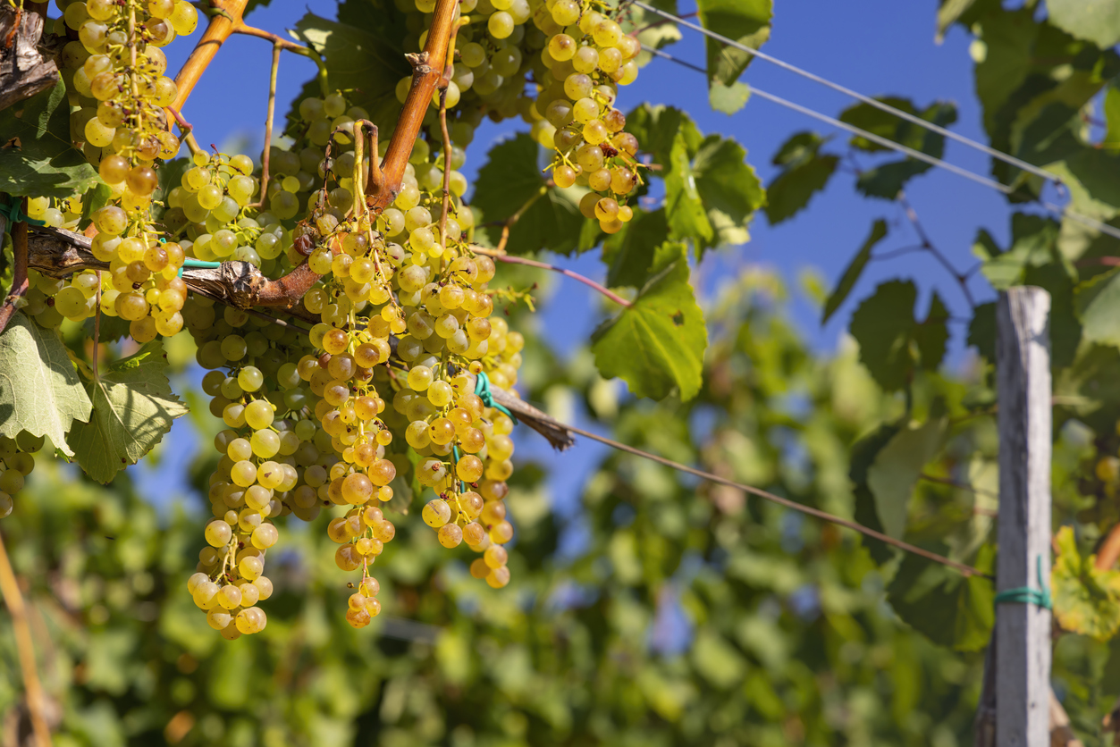 Harslevelu Grapes, Tokaj, Hungary