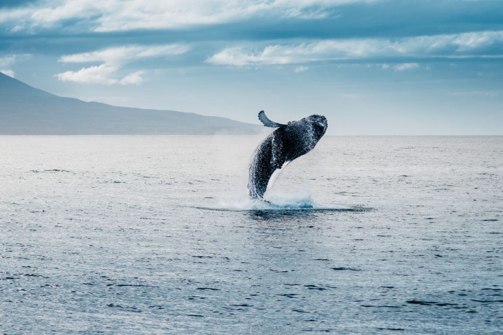 Humpback whale in Iceland