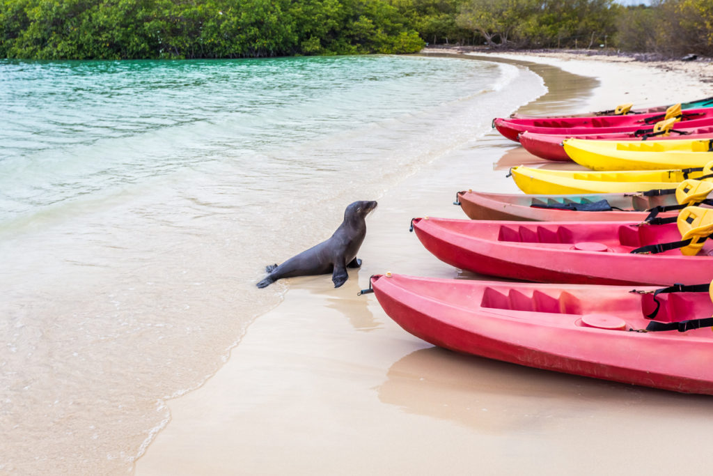 Kayaking at the Galapagos Islands