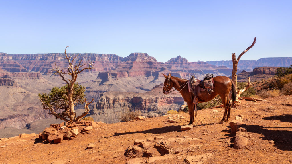 The Grand Canyon