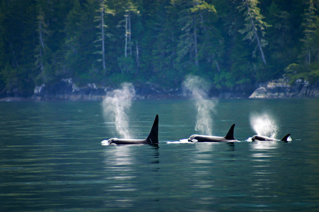 Three Orcas at Telegraph Cove, Vancouver Island