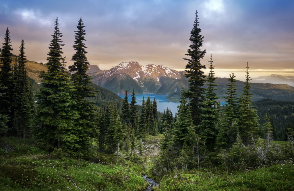 View of a mountain lake between fir trees in British Columbia