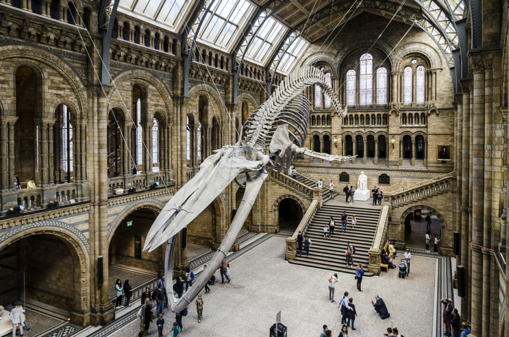 Blue Whale skeleton at the British Natural Museum