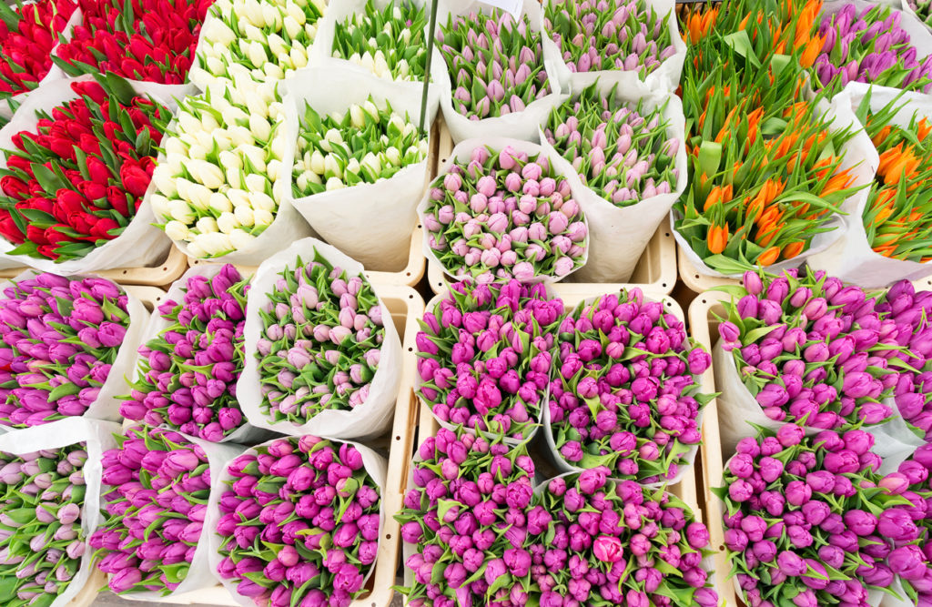 Bunches of tulip flower in Amsterdam