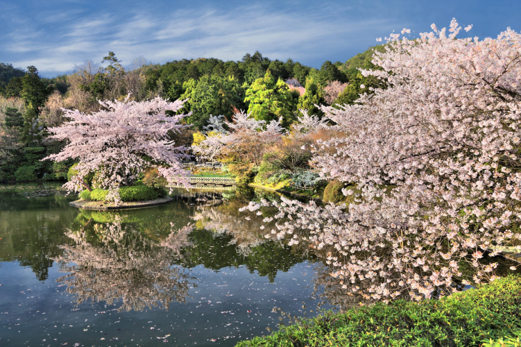 Cherry blossom flowers at Ryoanji temple