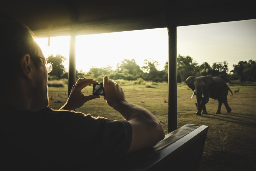 Elephants from a Safari tour