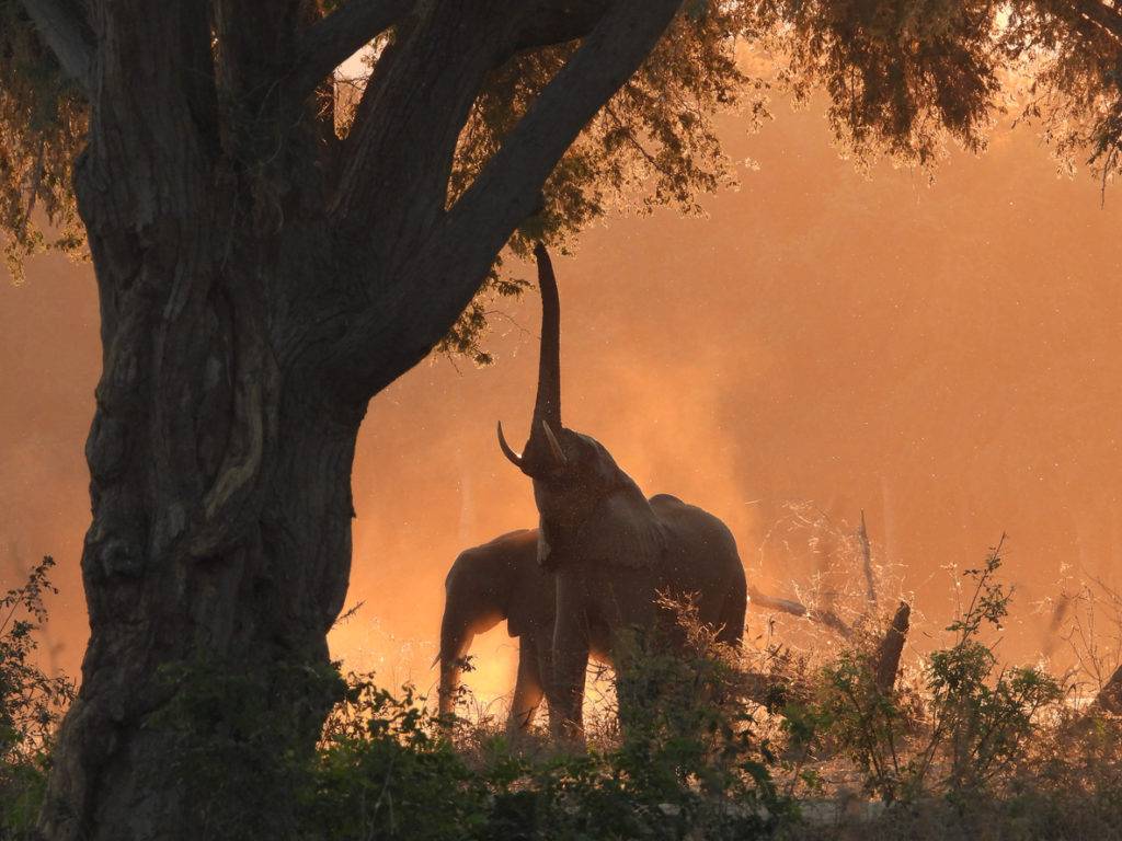 Elephants in Lower Zambezi National Park