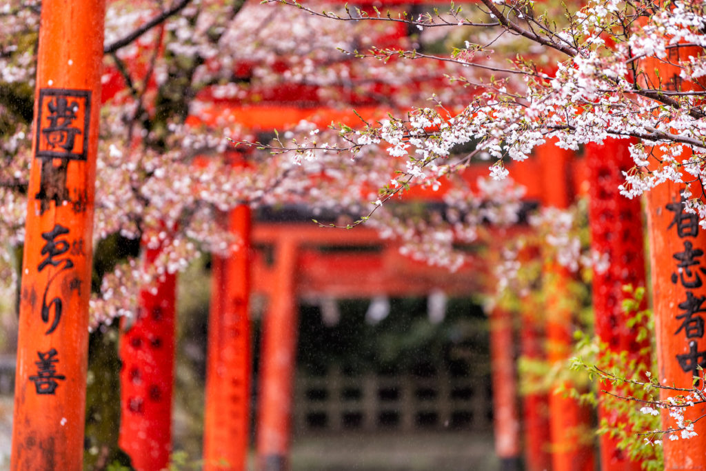 Orange red Takenaka Inari Jinja Shrine gates and cherry blossom