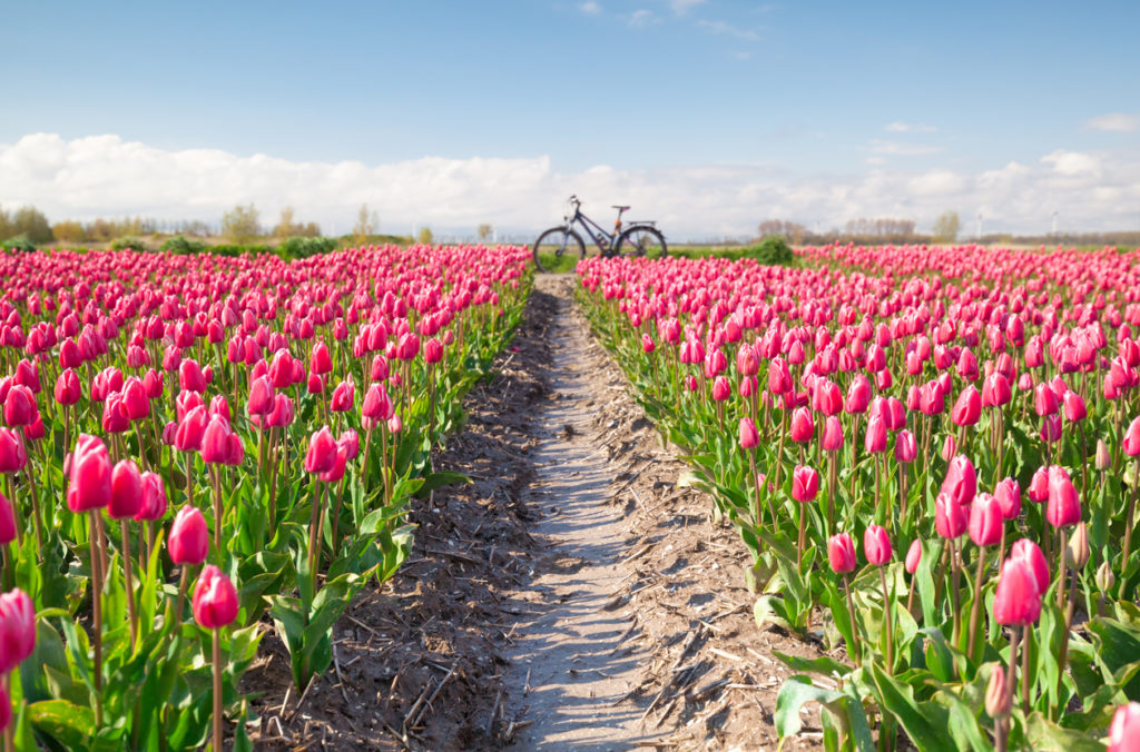 crimson red tulips and bicycle