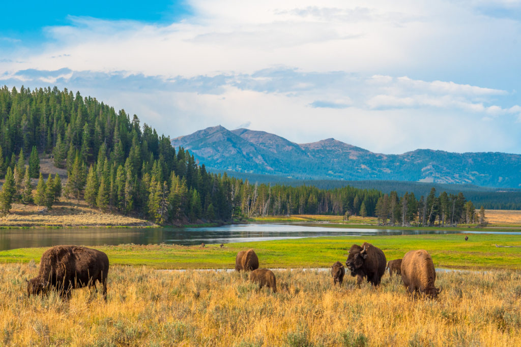 Buffalos grazing in Hayden Valley