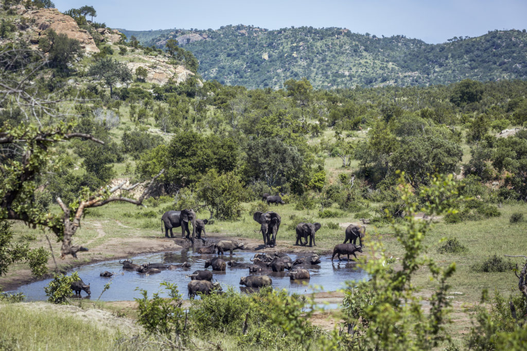 Elephants and african buffalo at a waterhole