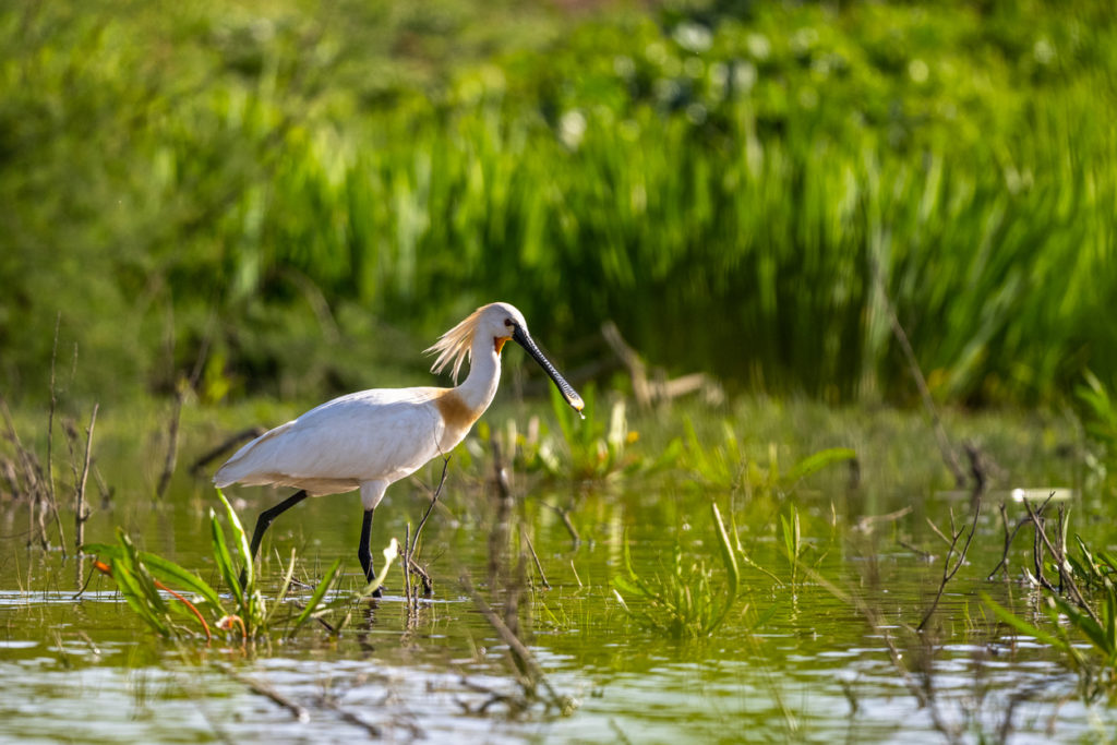 Eurasian spoonbill