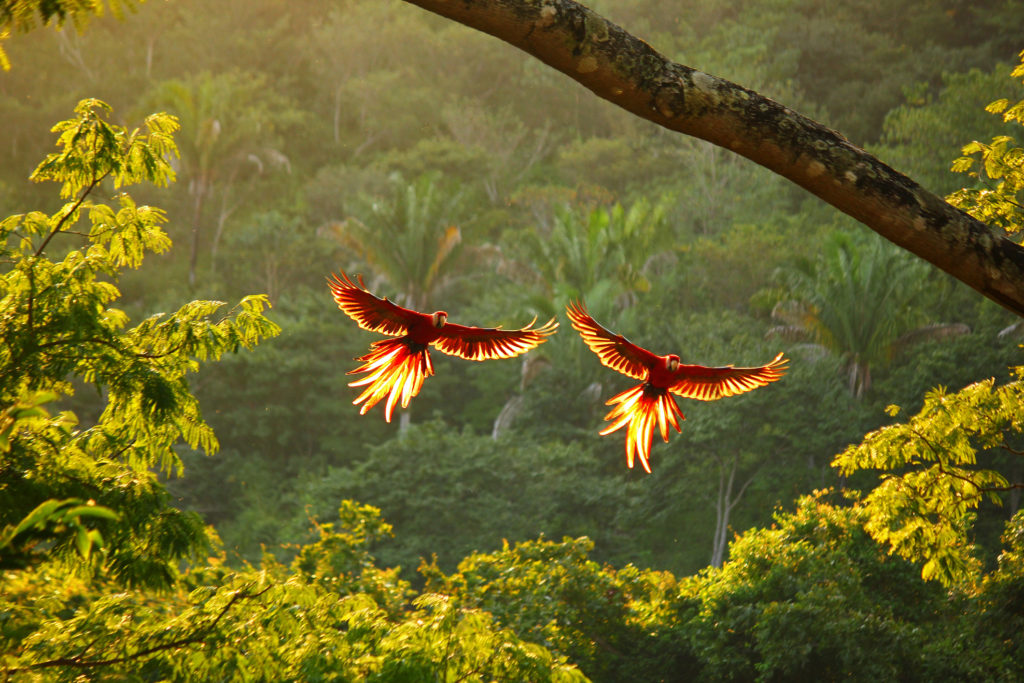 Macaws