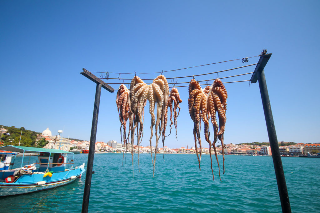 Octopus being hung for drying