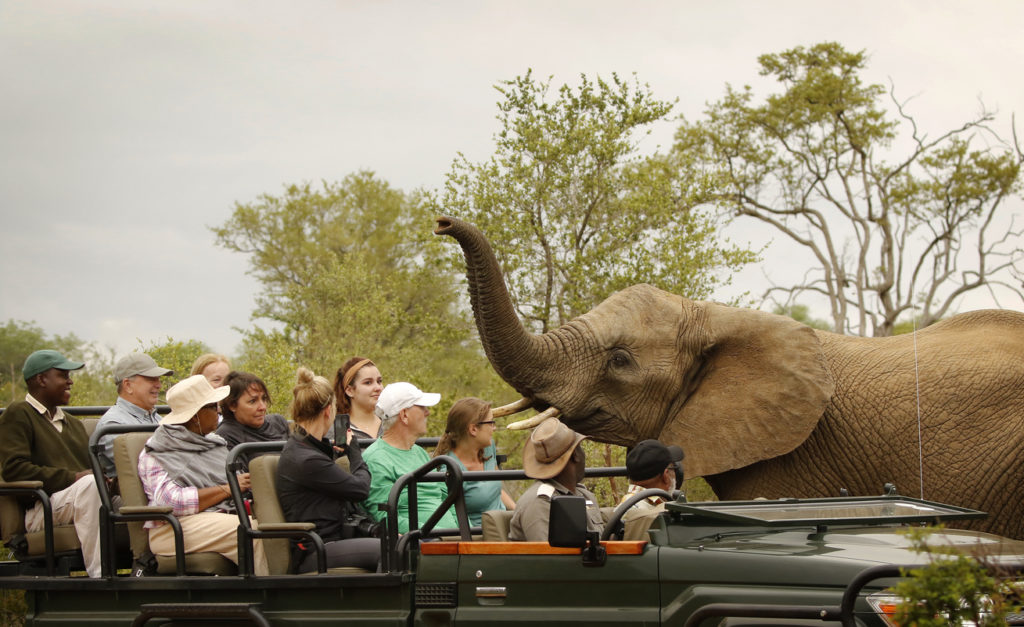 People on a game drive with an elephant at Kruger National Park