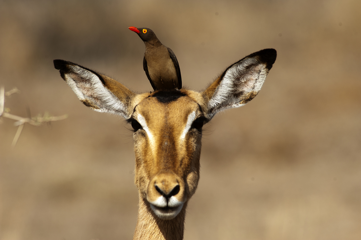 Red-billed oxpecker on the head of an impala