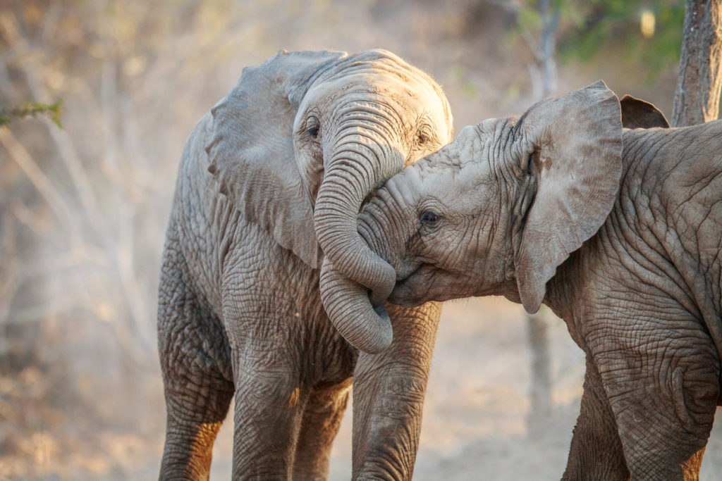 Two elephants at Kruger National Park