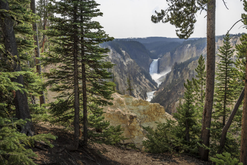 Upper Yellowstone Falls in the Grand Canyon of Yellowstone