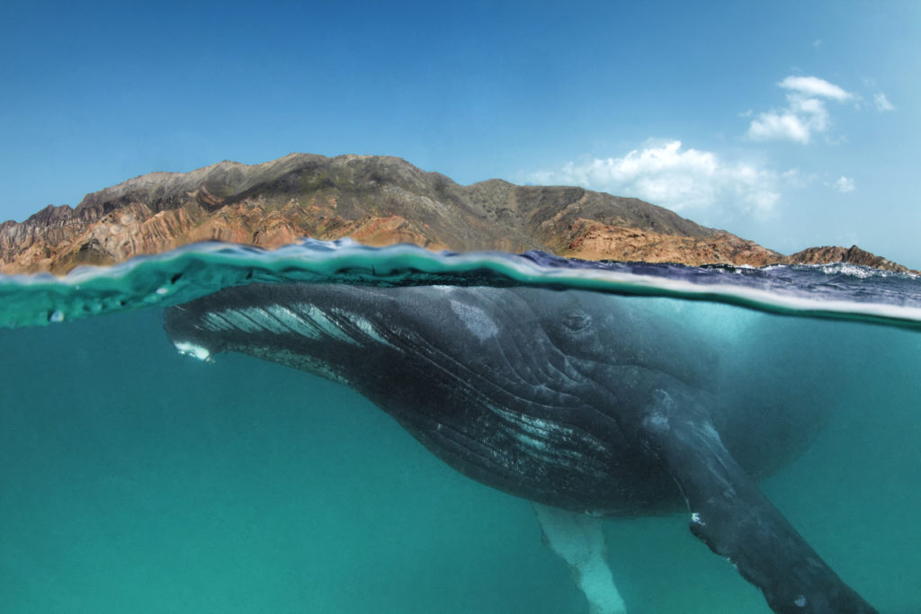A humpback whale off Oman