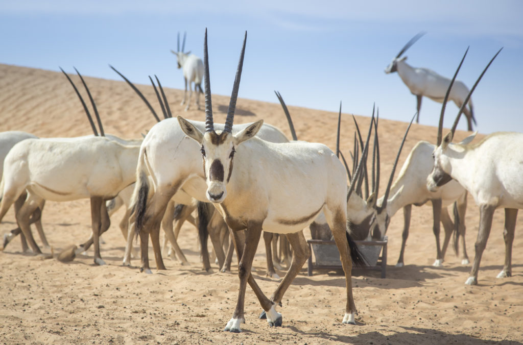 Arabian Oryx