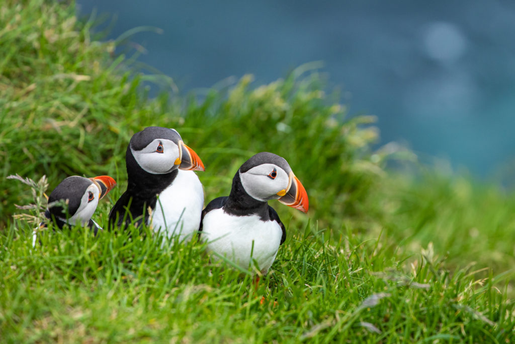 Puffins on the Faroe Islands