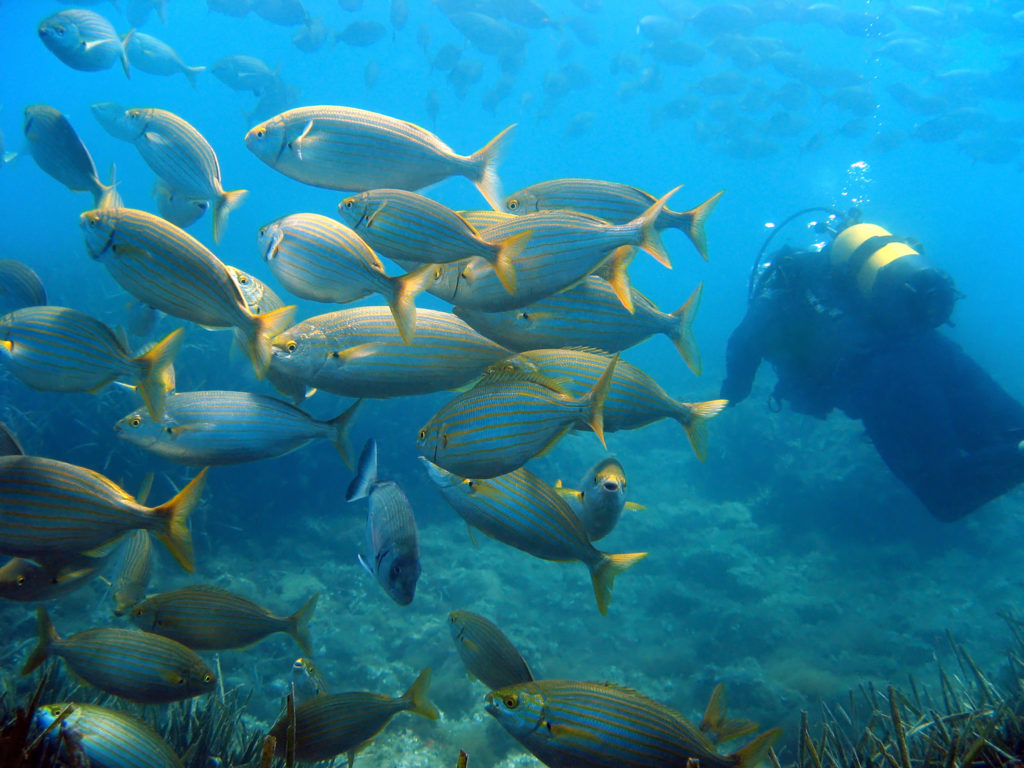 Scuba Diving in Costa Brava