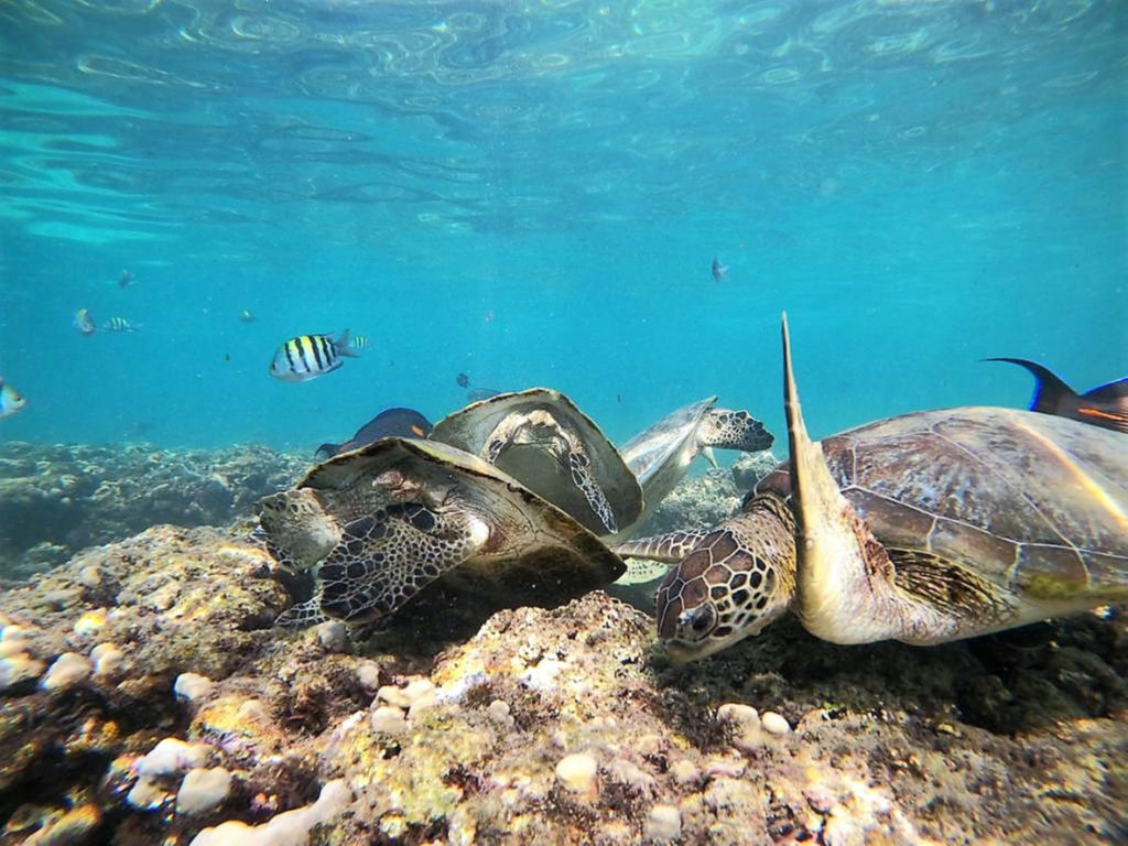 Sea turtles on a reef in Oman