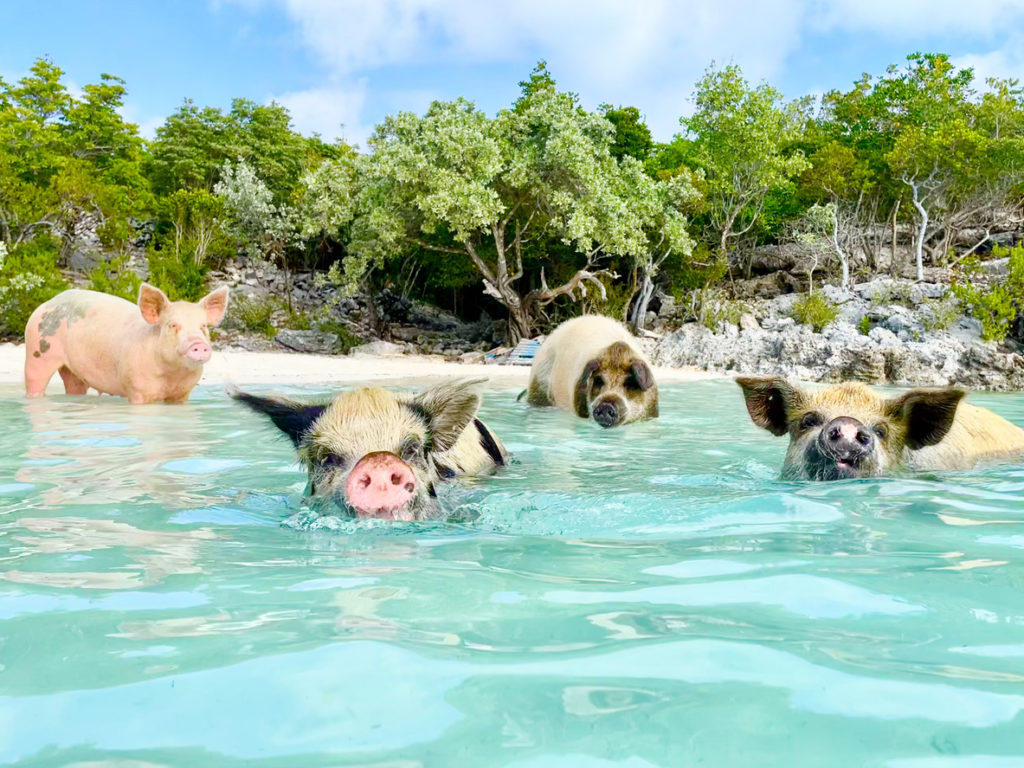 Big Majors Cay (pig island)