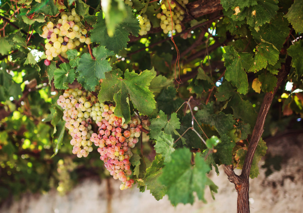 Grapes on the island of Naxos