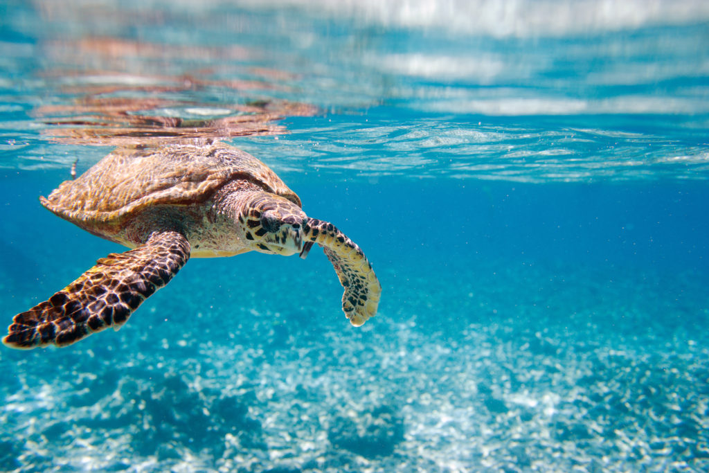 Hawksbill sea turtle