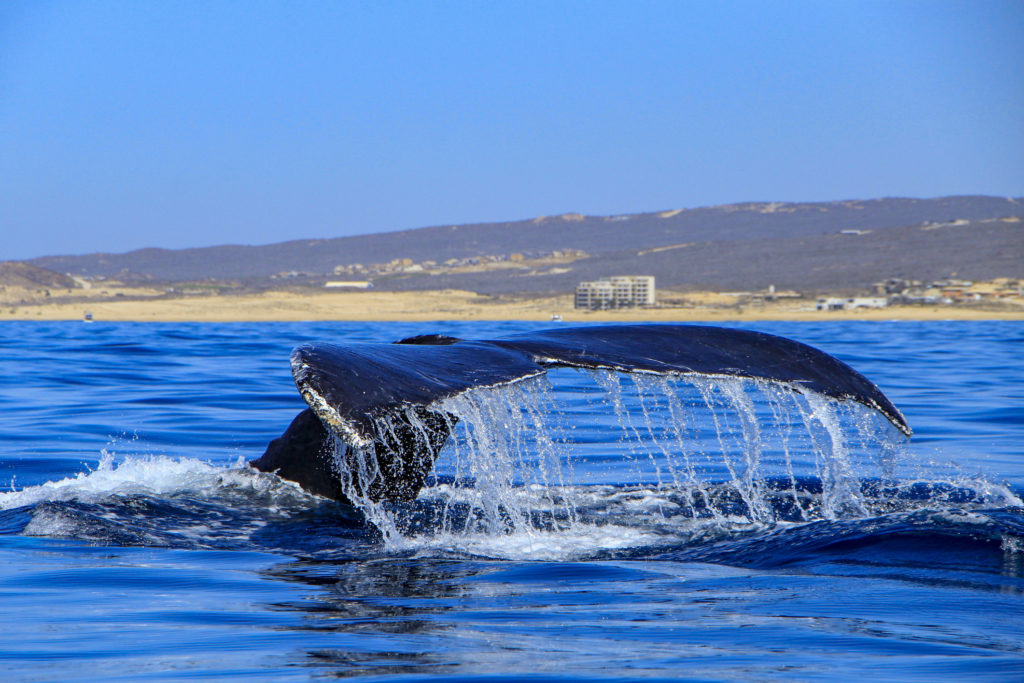 Humpback in Cabo San Lucas