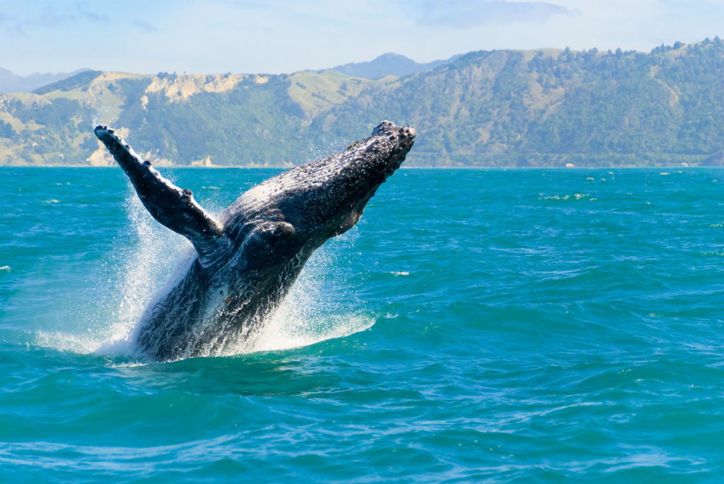 Humpback whale captured on a whale watching boat