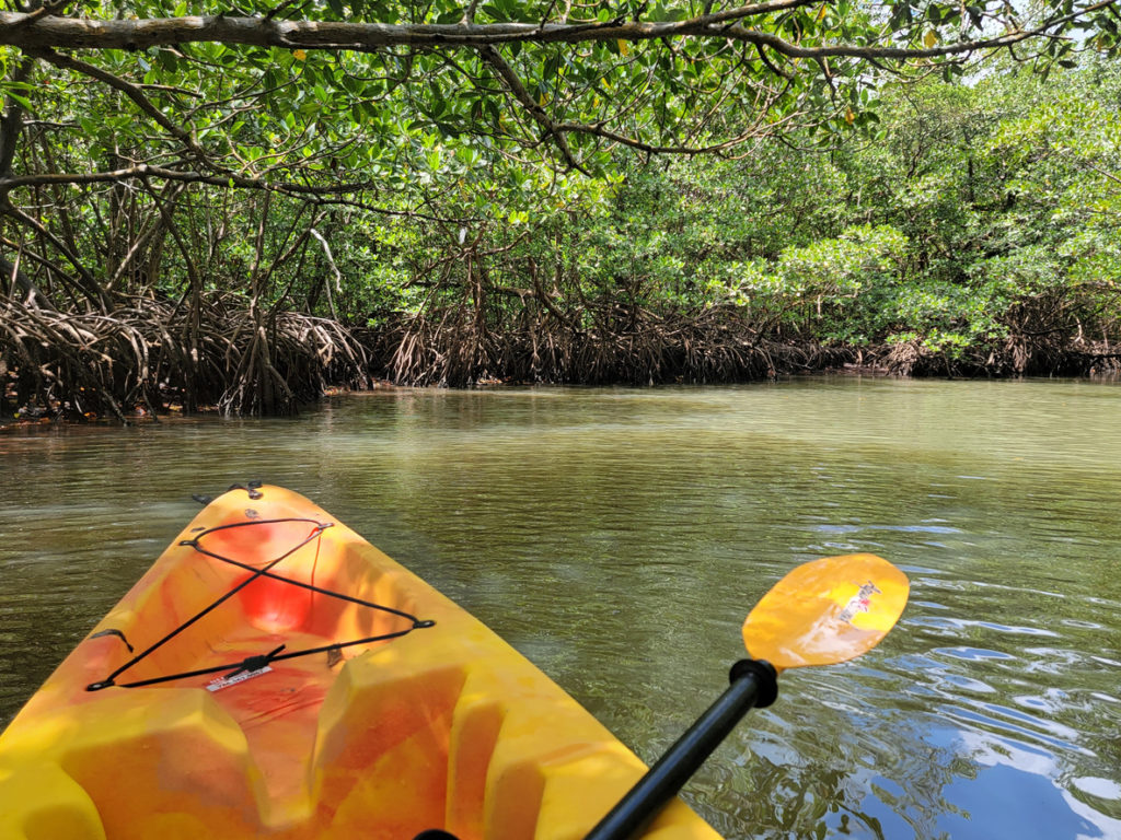 Kayaking adventure through mangroves