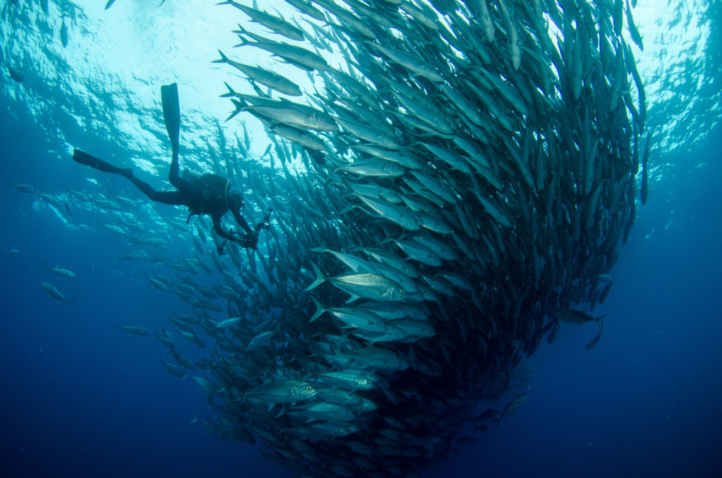 Scuba diving in Cabo San Lucas