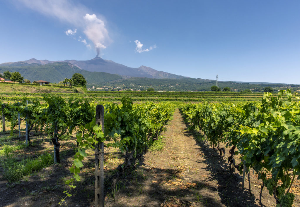 Sicilian vineyards with Mount Etna in the background