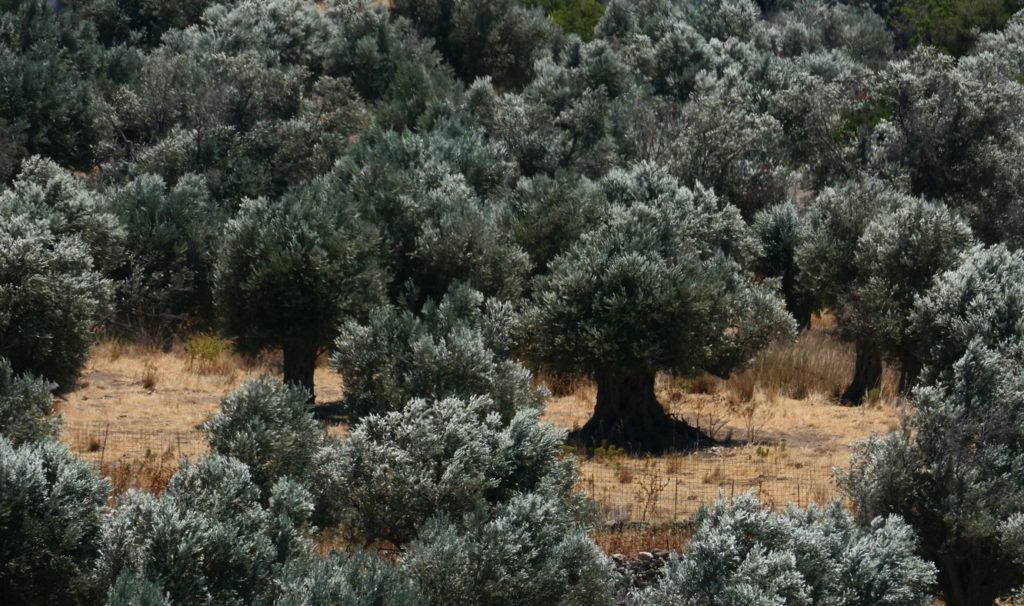 The olive trees in Tragea Valley